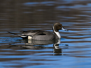 Male Northern Pintail swimming in dark water