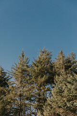 pine trees in winter