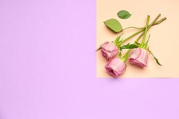 Pink roses on color background