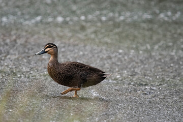 duck walking on the water