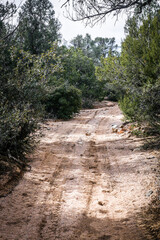 Fototapeta premium Rocky Dirt road in sand wash lined with pine trees in Hualapai mountains near Kingman Arizona