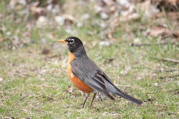 Fototapeta premium robin on the ground