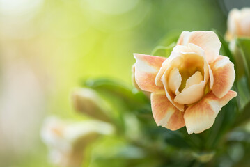 Adenium camellia flowers on nature background. - obrazy, fototapety, plakaty