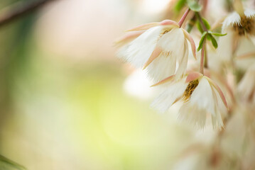 Fairy petticoats or Elaeocarpus grandiflorus branch flower on nature background.