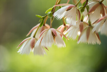 Obraz premium Fairy petticoats or Elaeocarpus grandiflorus branch flower on nature background.