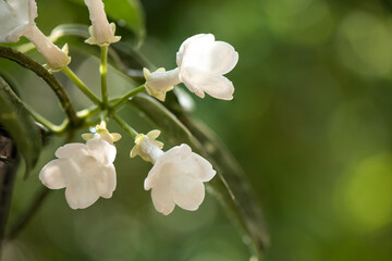 Fototapeta premium Madagascar jasmine flowers on nature background.