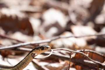 A young garter snake emerges from it's den early spring in Canada.