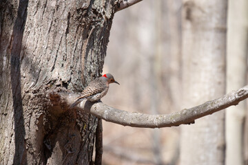 Obraz premium Male red-shafted northern flicker perched on tree stump.