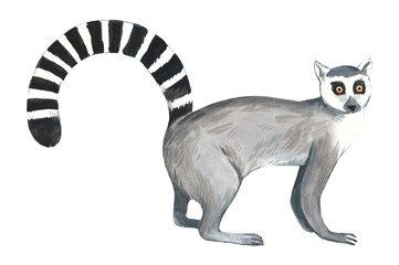 Ring tail lemur. Realistic watercolor illustration © Yuliya