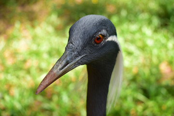 pajaro