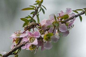 brown beetle on pink tea tree flower - Leptospermum polygalifolium