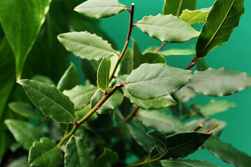 Bay tree with green leaves growing on turquoise background, closeup