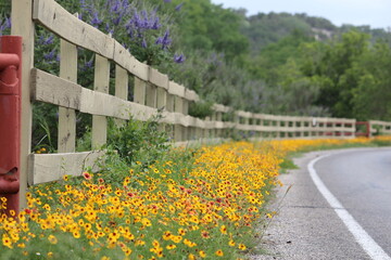 Fototapeta premium wildflower drive