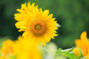 向日葵の絨毯（但東ひまわり祭り）