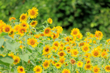 向日葵の絨毯（但東ひまわり祭り）