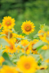 向日葵の絨毯（但東ひまわり祭り）