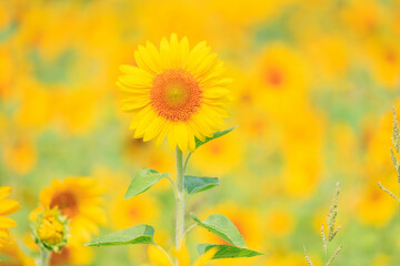 向日葵の絨毯（但東ひまわり祭り）