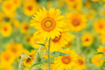 向日葵の絨毯（但東ひまわり祭り）