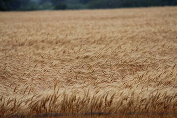 wheat field in summer