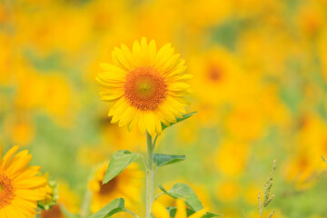 向日葵の絨毯（但東ひまわり祭り）