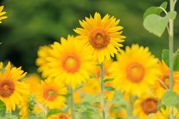 向日葵の絨毯（但東ひまわり祭り）