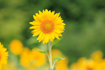 向日葵の絨毯（但東ひまわり祭り）