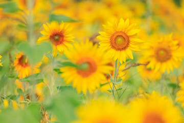 向日葵の絨毯（但東ひまわり祭り）