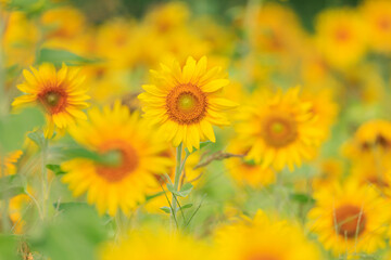 Fototapeta premium 向日葵の絨毯（但東ひまわり祭り）