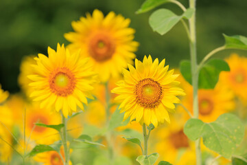 Obraz premium 向日葵の絨毯（但東ひまわり祭り）