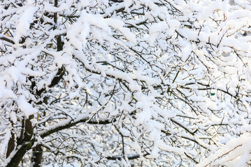 Branches in the snow close-up. Winter background