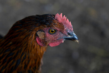 Closeup of a cute black sex-link hen roaming in her backyard coop. The birds are friendly, curious and good egg layers