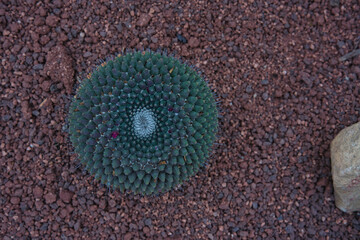 cactus - desert plant - top view, top view, visible characteristic mathematical rosette pattern, fibonacci sequence