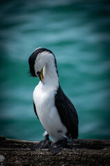 Australia, Australian Pied Cormorant Seabird is a medium-sized member of the cormorant family. It's easy to spot it around the coasts of Australasia. This one was caught on Busselton Jetty in WA.