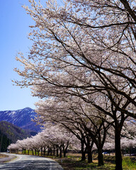 雪国に遅い春を告げるソメイヨシノの桜並木