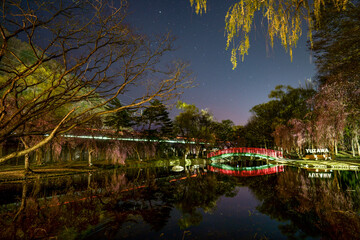 枝垂れ桜が周辺に咲く夜の池と赤い太鼓橋