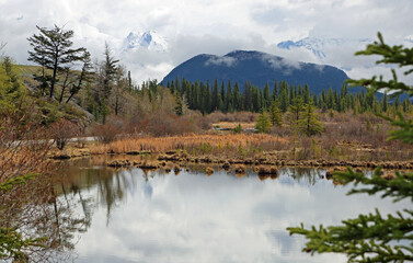 Between trees - Canada