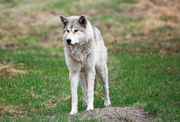 Obraz premium Gray Wolfdog - Canada