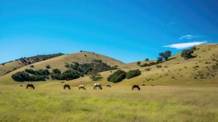 A pasture with grazing horses and blue sky