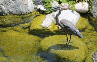 Heron standing on the rock - California