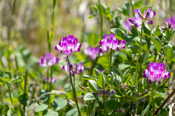 レンゲソウの花のクローズアップ