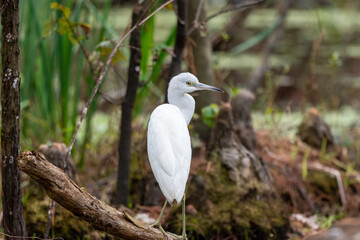Juvenile Little blue heron