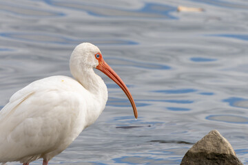 Ibis on the lake