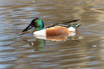 Northern Shoveler in a local pond