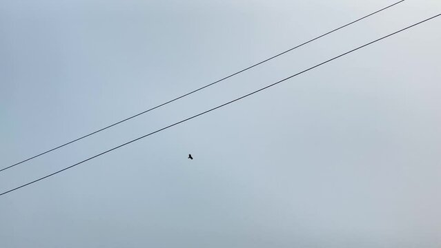 Lone raptor bird or hawk circles high in the sky above utility lines