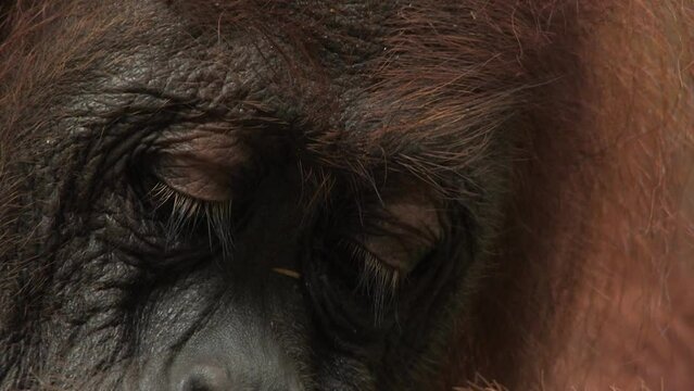Orangutan, Pongo abelli, extreme close-up of eyes and face, the details of its eyelashes, eyebrows, skin can be observed. Sumatra, Indonesia.