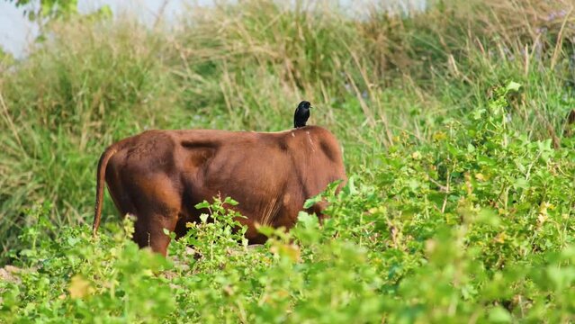 Cattle and durongo black bird paired as cattle grazes in brush