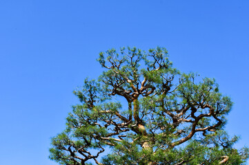 青空に映える松の木
