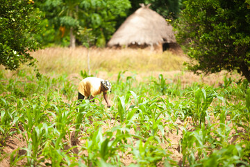 Lone African farmer tilling  her farm 