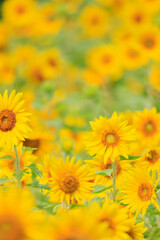 向日葵の絨毯（但東ひまわり祭り）