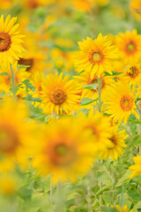 向日葵の絨毯（但東ひまわり祭り）